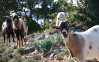From Farm to Farm throughout the Ardèche