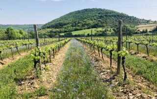 Vignes Caveau des vignerons d'Alba