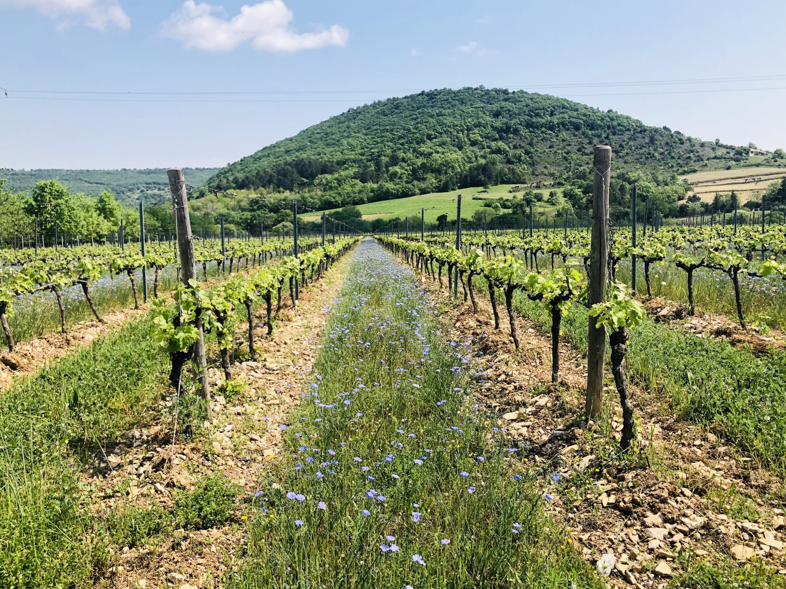 Vignes Caveau des vignerons d'Alba