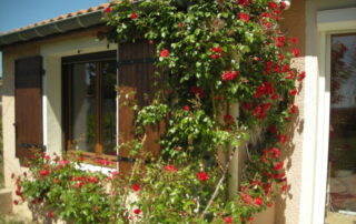 rosier en fleurs  côté chambre 1 et salon