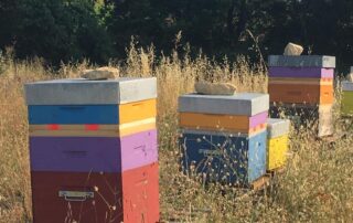 Ruches sur la garrigue