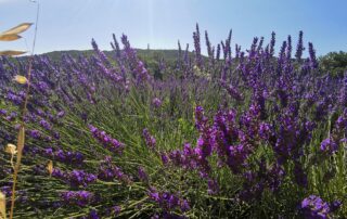 Les lavandes de Sigau