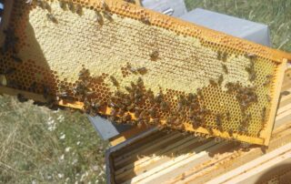 Récolte du miel