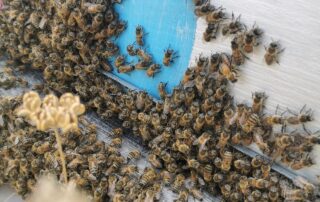 Nos abeilles