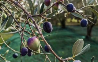 Récolte d'olive