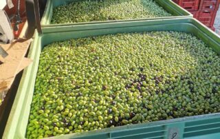 Palox d'olives