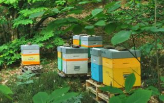 Les ruches aux Châtaigniers