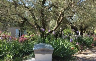 Visite de l'oliveraie et de la miellerie de l’Oliveraie de la Bastide