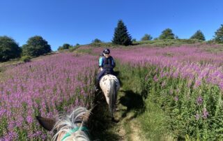 Balades à poney ou à cheval avec Crinières aux vents