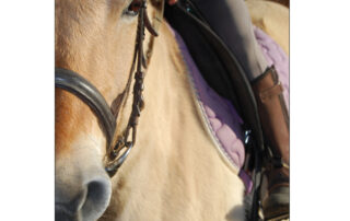 Pony or horse rides with Crinières aux vents