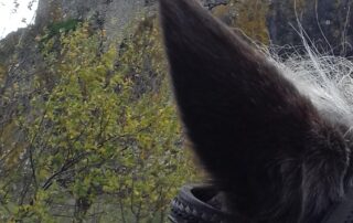 Pony or horse rides with Crinières aux vents