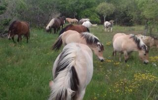 Pony or horse rides with Crinières aux vents