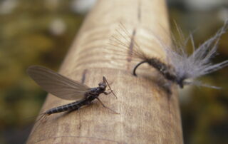 Fly-fishing guiding with Ardèche Pêche Aventure