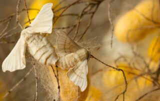 Musée vivant du ver à soie