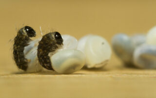 éclosion de larves de vers à soie