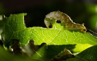 Chenille de ver à soie mangeant une feuille de mûrier