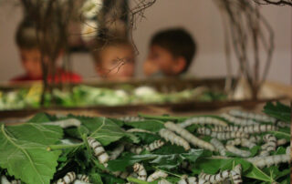 Visite des élevages vivants de vers à soie