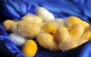 Cocons de vers à soie produits au musée