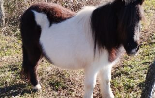Balades à poneys et stages poneys à thème