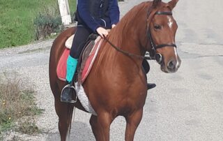 Randonnée Équestre Accompagnée - Equitation Chavetourte