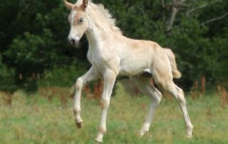 Elevage Haflinger