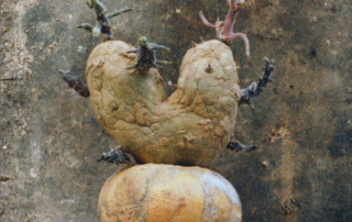 Patate Coeur #8