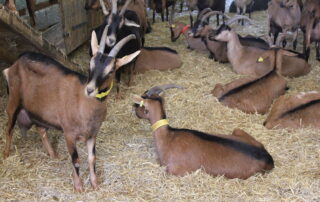 De ferme en ferme dans toute l'Ardèche