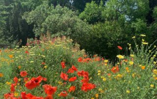 champ de coquelicots