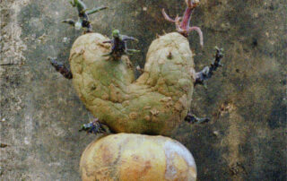 Patate Coeur #8