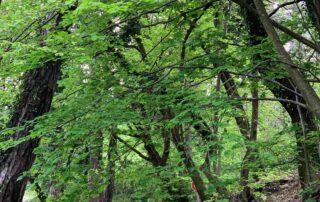 Marsanne : découverte des plantes sauvages et médicinales