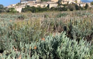 Grignan : Nature et Village