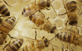 Visite de la Miellerie à la Ferme des Abeilles_Lagorce