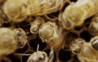 Visite de la Miellerie à la Ferme des Abeilles_Lagorce