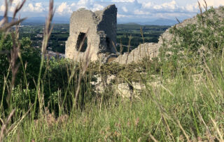 Découverte Nature : plantes sauvages et médicinales