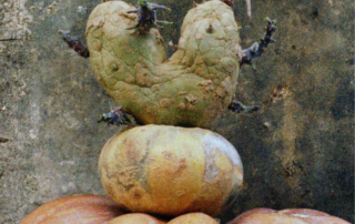 Patate Coeur #8