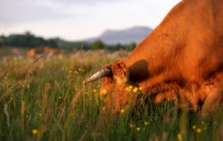 Atelier de dégustation « Le vin et le fin gras du Mézenc » à Néovinum
