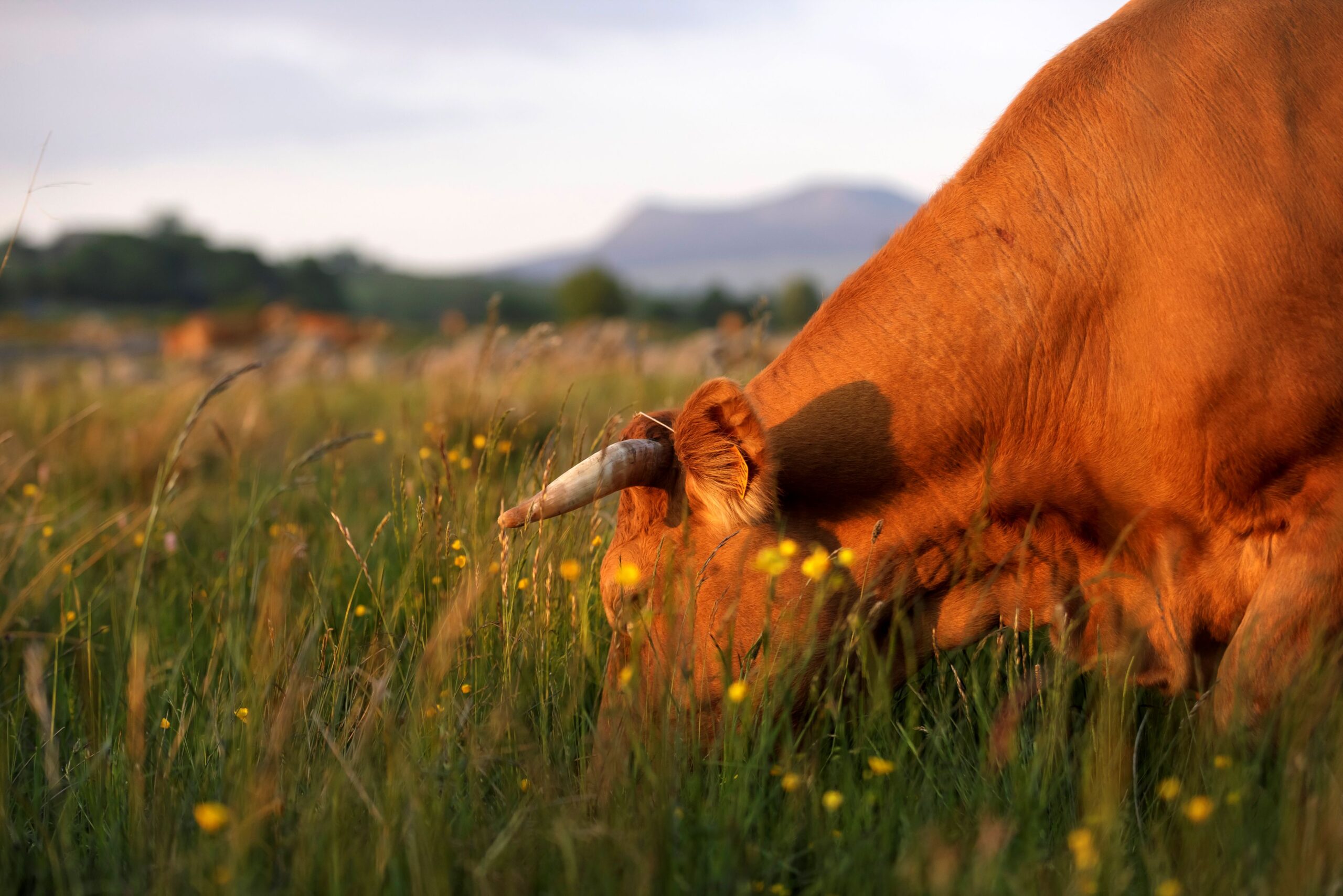 Le vin et le fin gras du Mézenc _Néovinum Ruoms Ardèche
