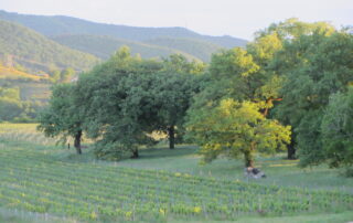 Domaine Olivier de Serres