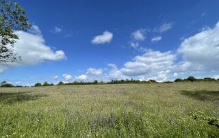 Balade fleurie dans le cadre des animations de l'Espace Naturel Sensible à Berzème