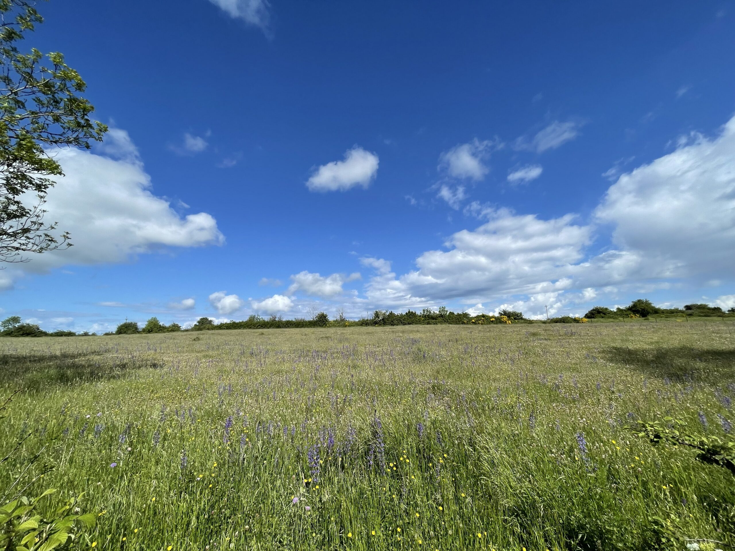Balade fleurie dans le cadre des animations de l'Espace Naturel Sensible à Berzème