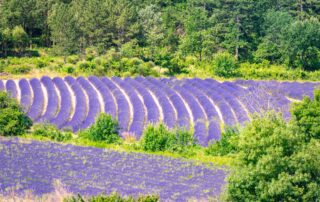 Balade Découverte des plantes médicinales au Domaine du Bois de Laud