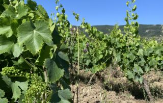 Balade Gourmande et Vignoble