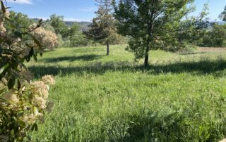 IMG_5622.jpeg