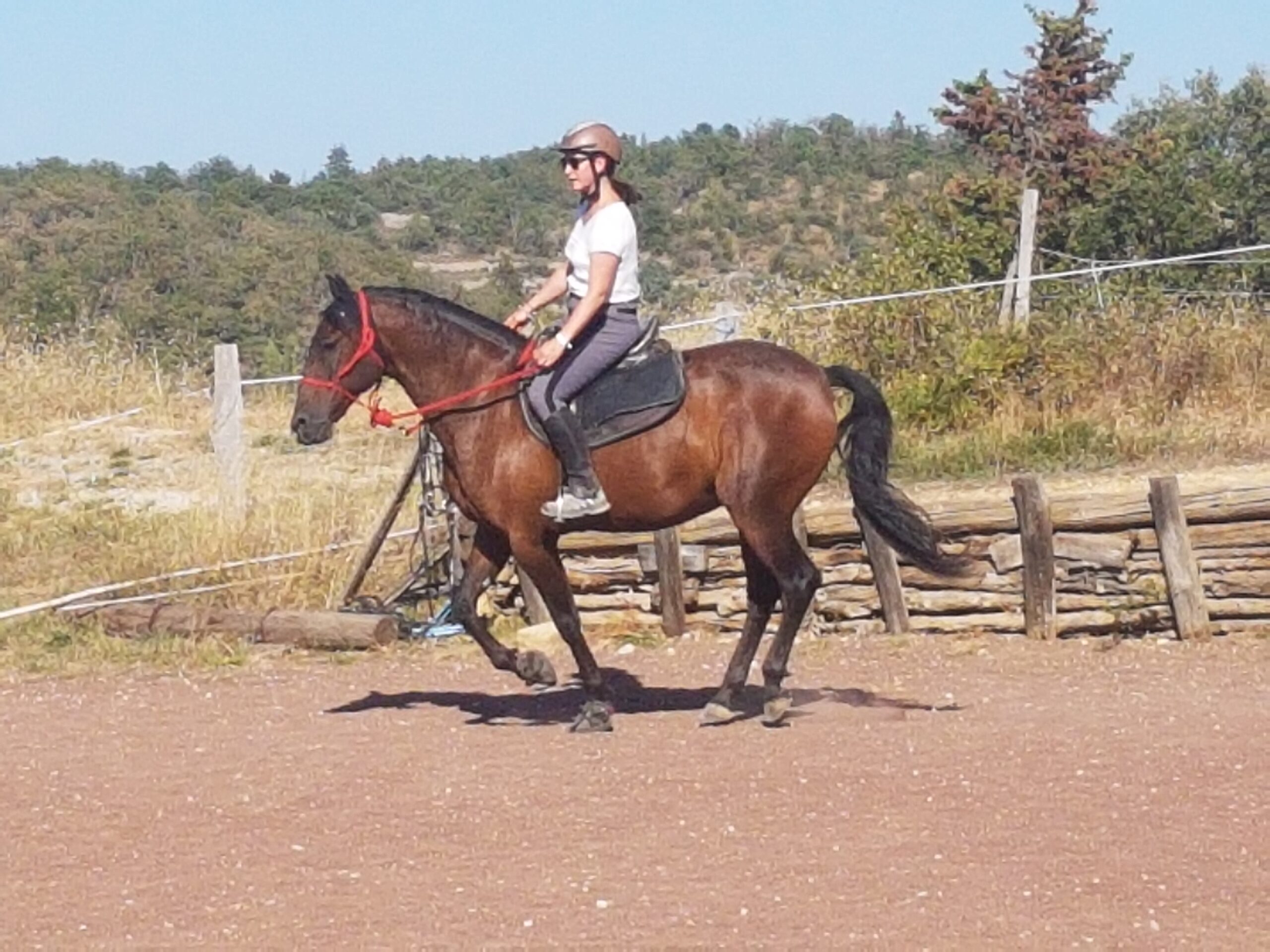 Equitation éthologique