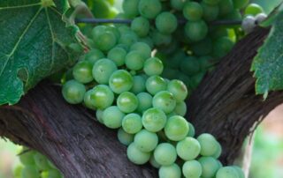 Visit and tasting