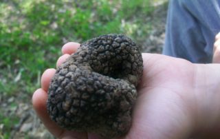 Séjour Truffes Séjour Truffes