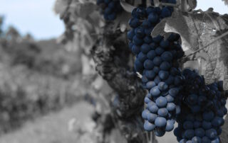 Domaine Arsac - La Chaumette - St Jean le Centenier
