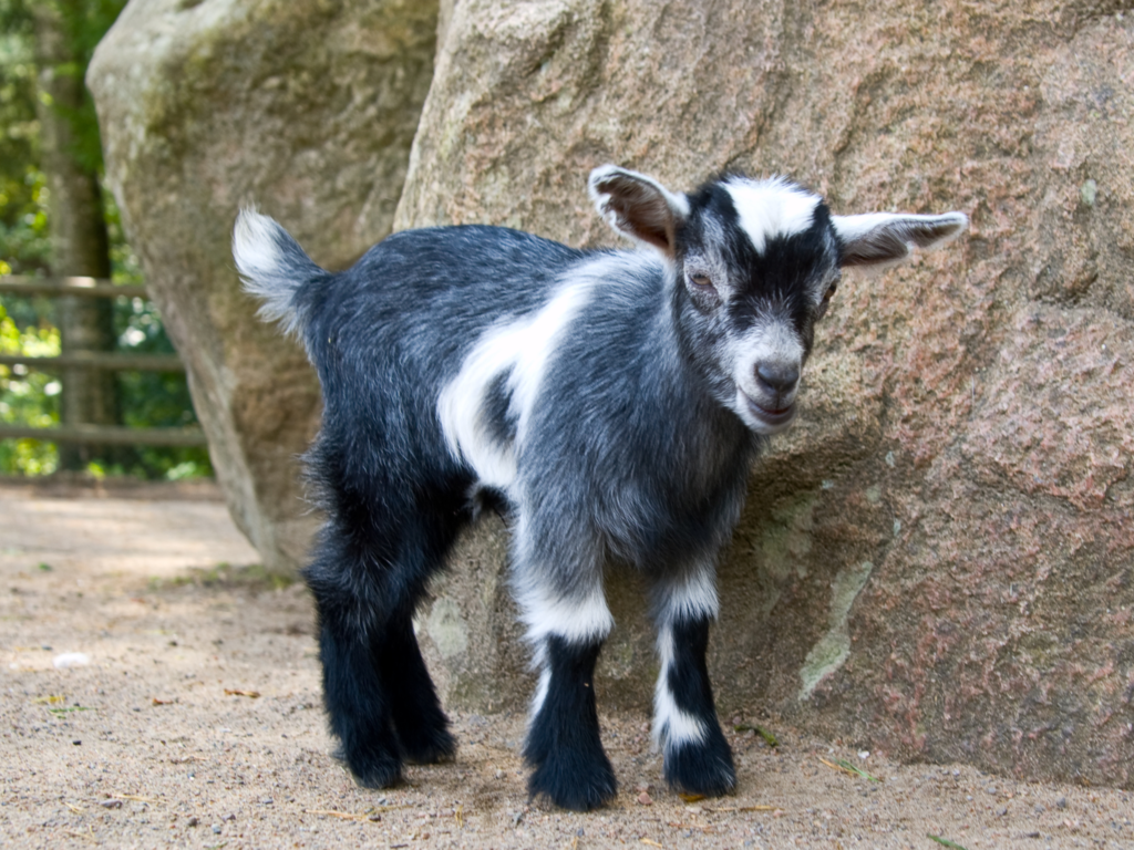 Vacances de Paques animaux